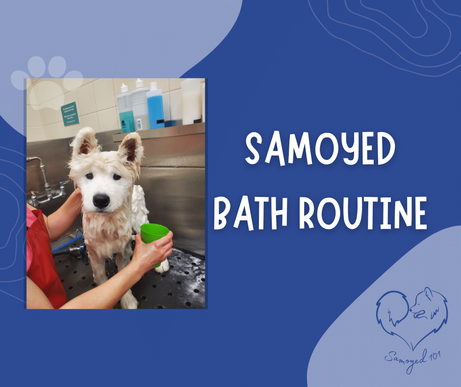 The Ultimate Guide to Bathing Your Samoyed Samoyed 101